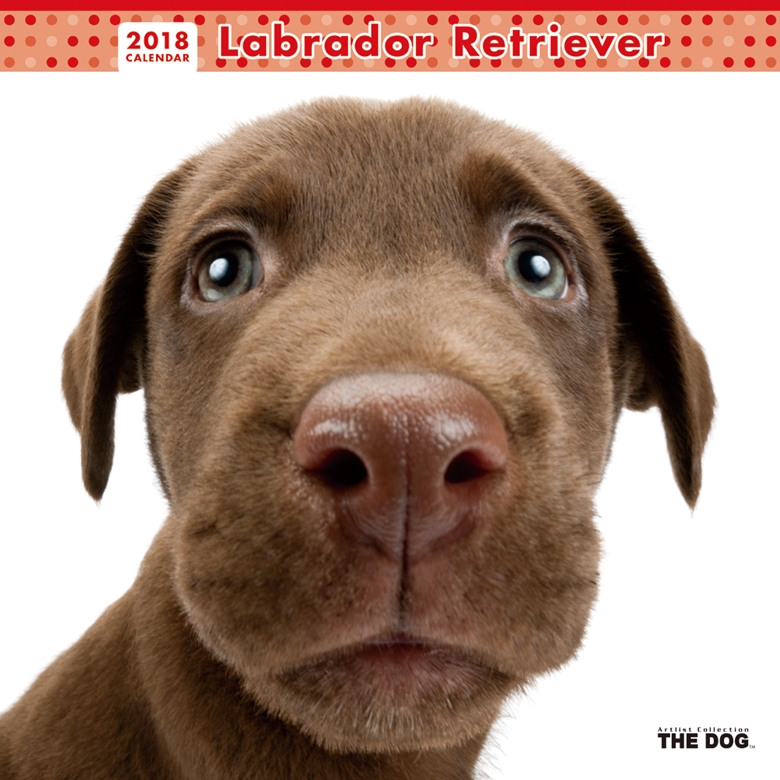 THE DOG 2018年カレンダー ラブラドール・レトリーバー