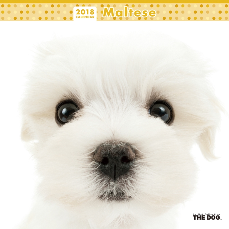 THE DOG 2018年カレンダー マルチーズ