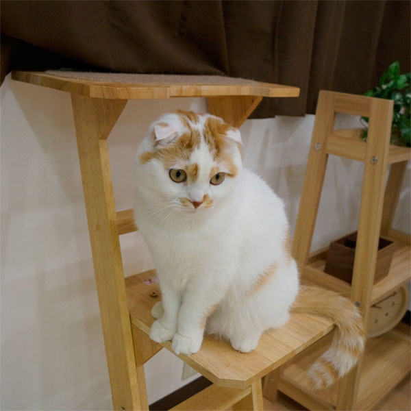 ドギーマン 木製 猫専用見晴らし台 使用イメージ6